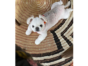 ☆モデル犬卒業後、里親さん宅での様子☆